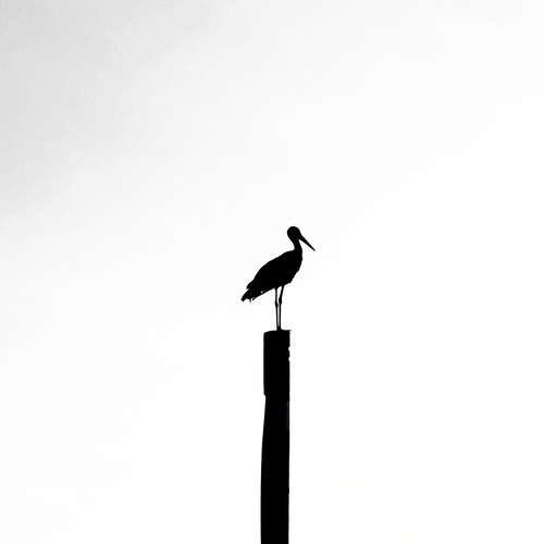 Photo #13860544