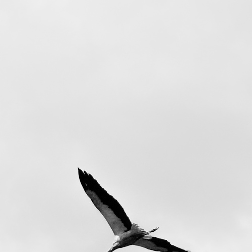 Photo #13860565