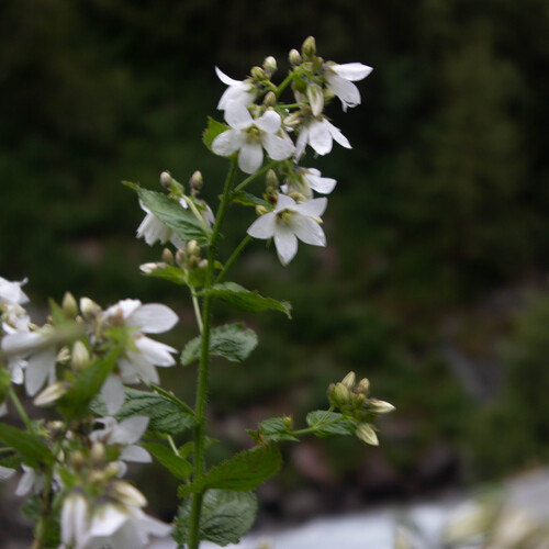 Photo #13861376