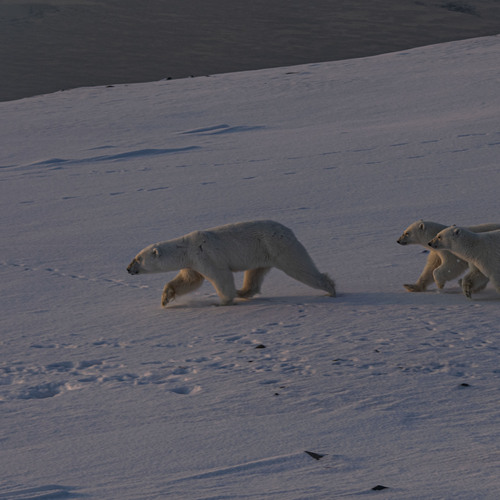 Photo #13861444