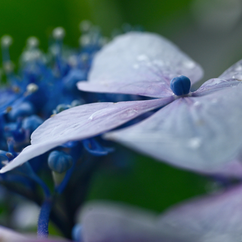 After the Rain
