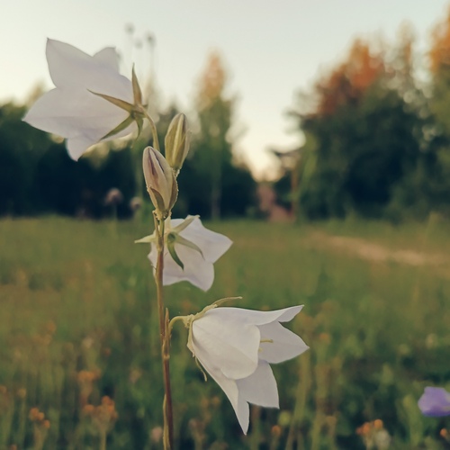 Photo #13861495