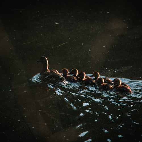 Photo #13861563