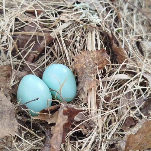 Photo #13861696