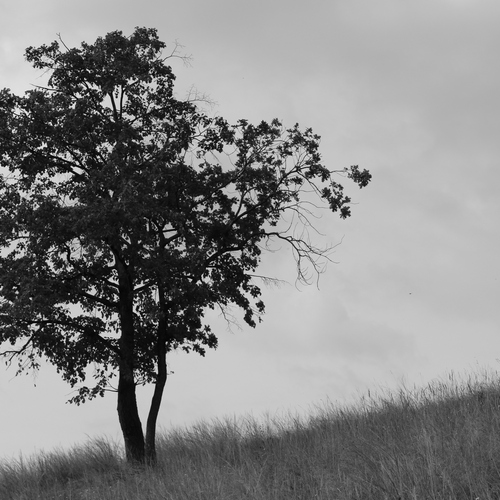 Photo #13861711