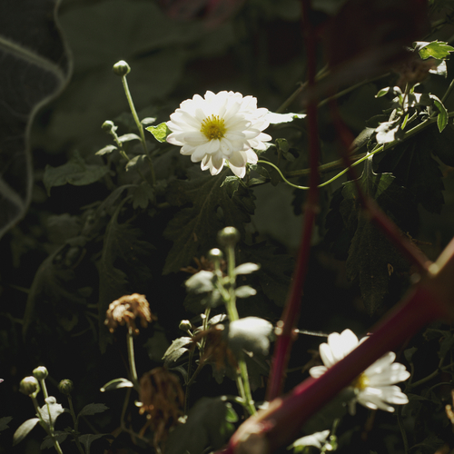 Margueritte.