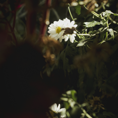 Margueritte.