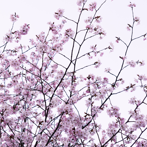 Photo #13862376