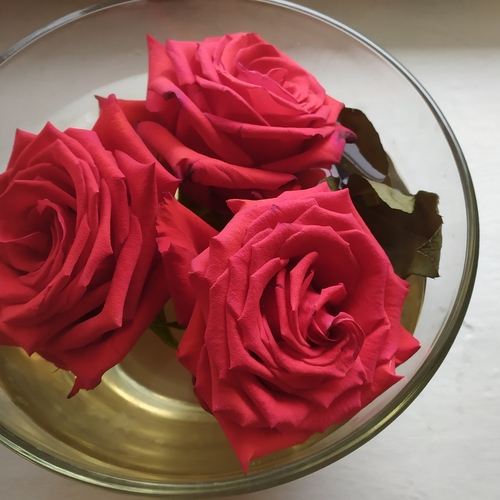 Photo #13862530