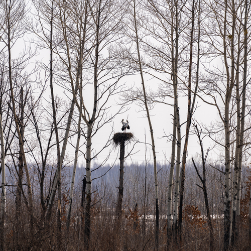 Photo #13862720