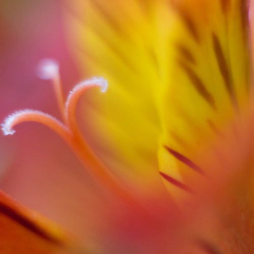 Photo #13862925