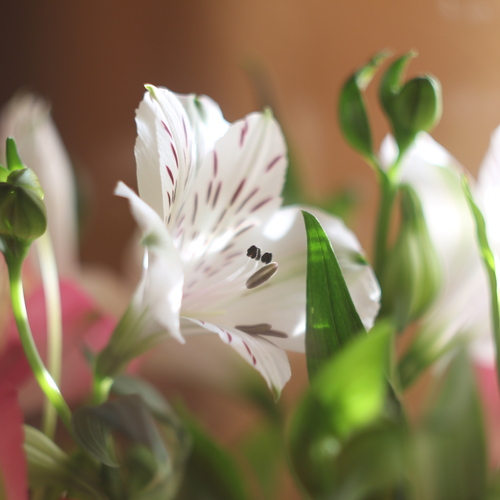 Photo #13862931
