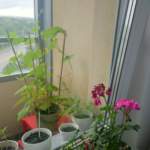 Photo #13863228