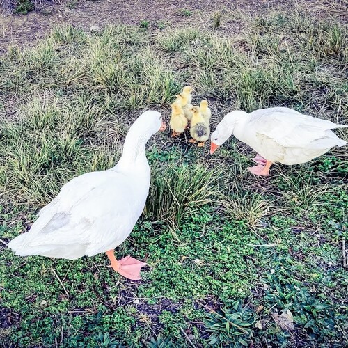 Photo #13863242