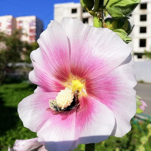 Photo #13863378