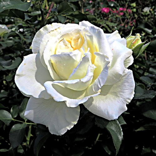 Роза белая