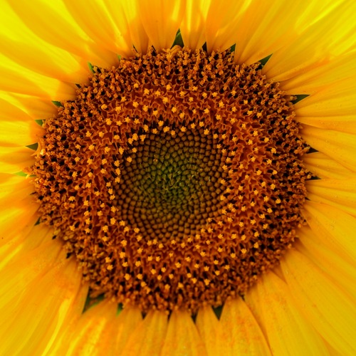 Fibonacci in Bloom