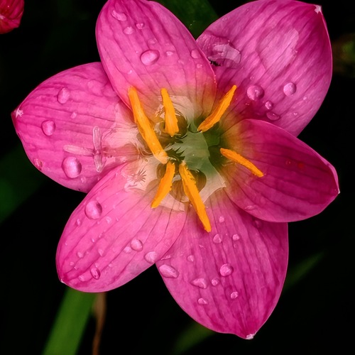 Tears of the Monsoon