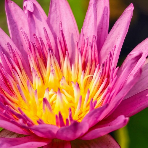 Crown of the Pond