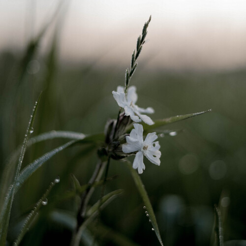 Photo #13864329