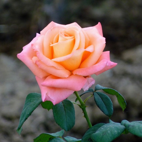 Serenade in Coral