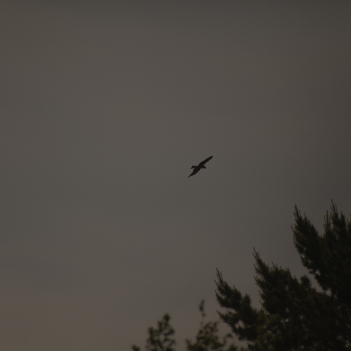 Photo #13864531