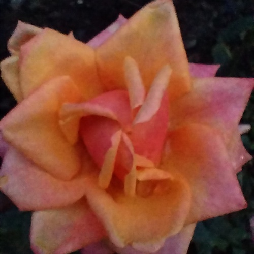 Photo #13865638