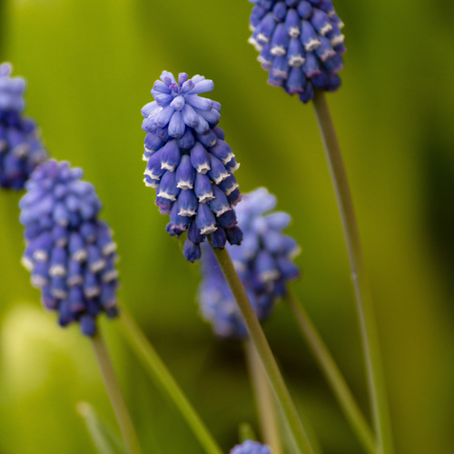 Muscari