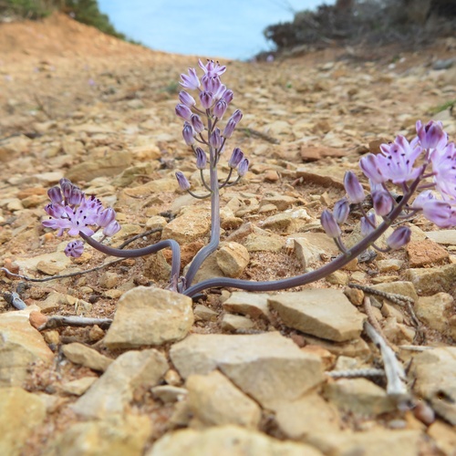 Purple Wildflowers Growing on Rocky Ground