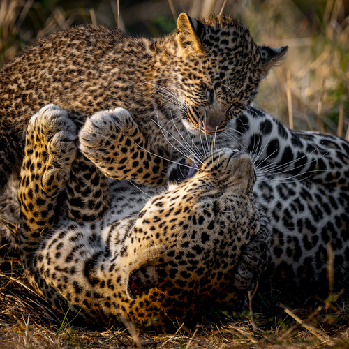 Mama Leopard With Cub