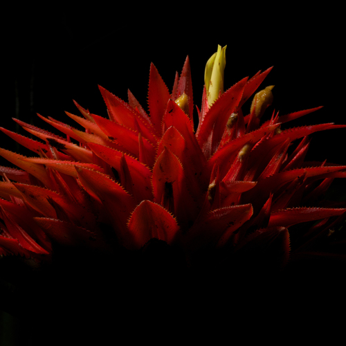 Bromelia