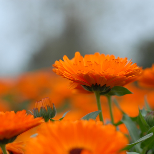 Orange Symphony