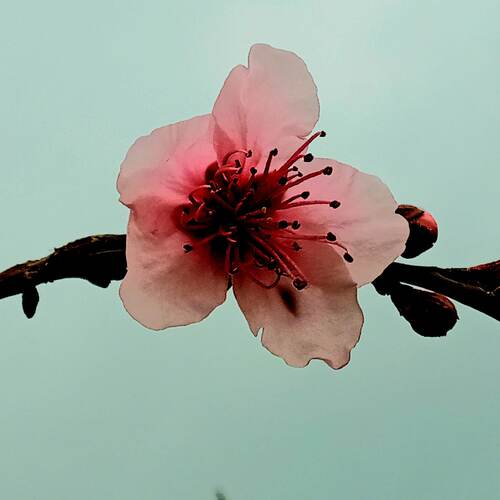 Photo #13866215