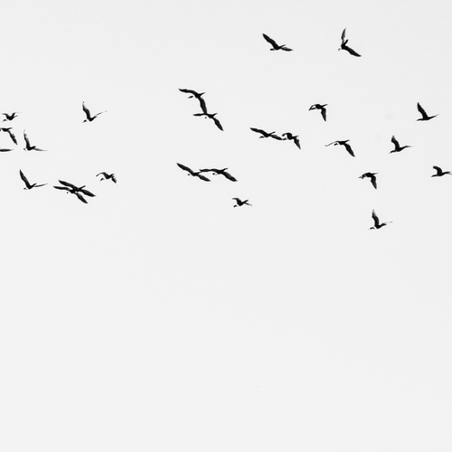 Photo #13866292