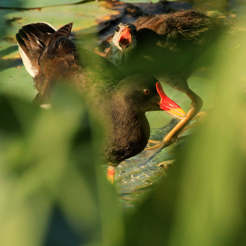 Photo #13866490