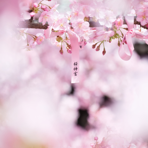 Photo #13866554