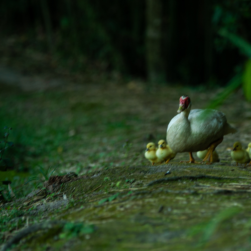 Duck Family