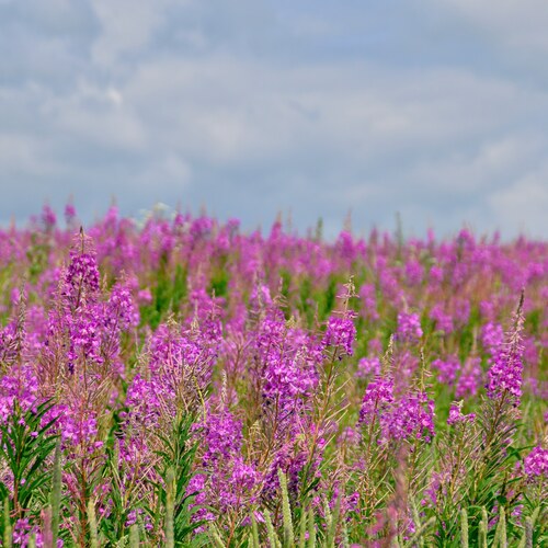 Photo #13866689