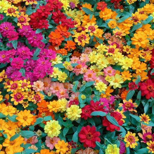Flowers Everywhere