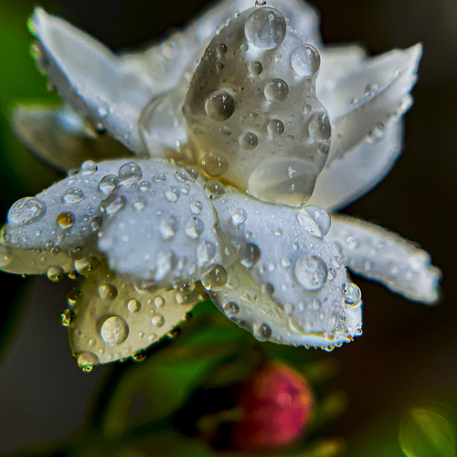 Photo #13867033