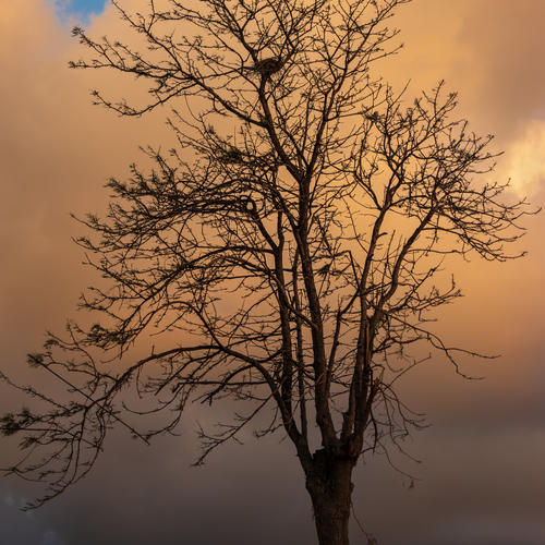 Photo #13867417