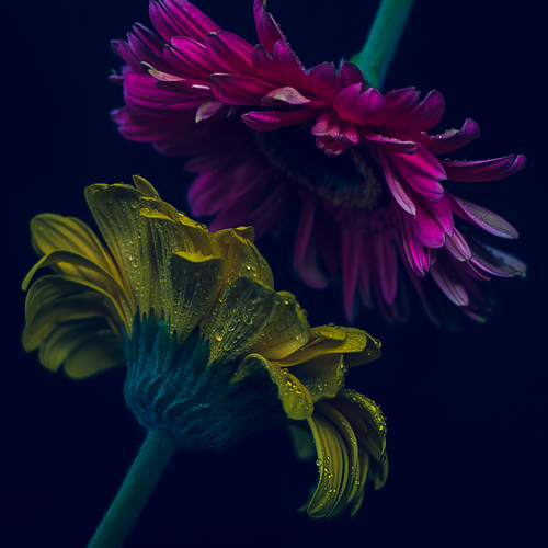 A Tale of Two Blooms
