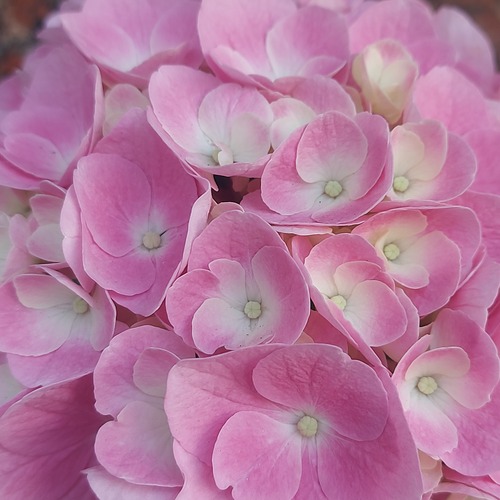 Photo #13868098