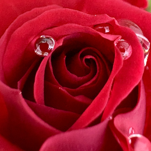 Red petals