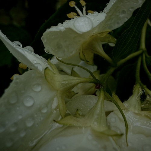 Photo #13868558