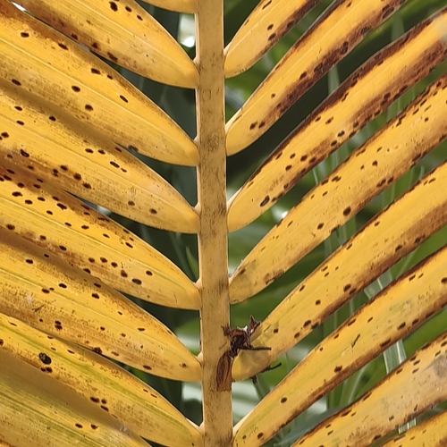 Photo #13868744