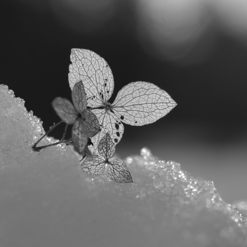 Photo #13868756