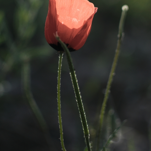 Photo #13868917