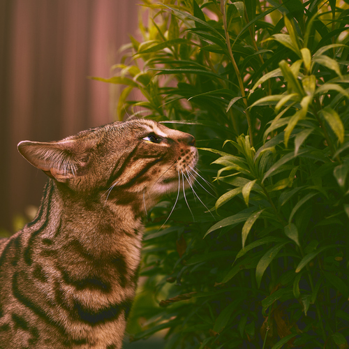 Photo #13868962