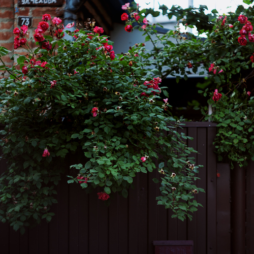 Photo #13869132